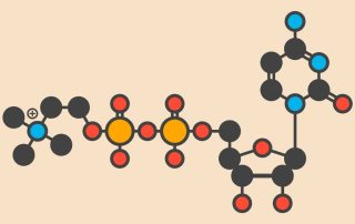 Sitikolin (CDP-kolin) molekülü. Stilize iskelet formülü (kimyasal yapı): Atomlar renk kodlu daireler olarak gösterilmiştir.